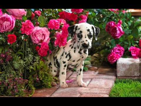 Dogs - Beyong traditional Islam