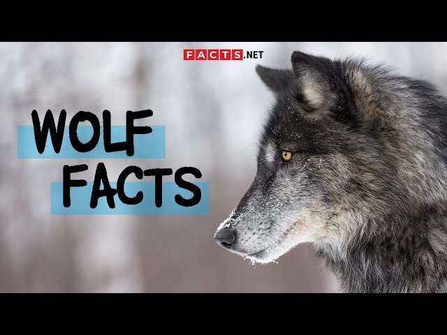 The Truth About Wolf Hunting in North America