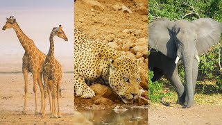 Güney Afrika'nın Vahşi Kıyılarında Destansı Bir Yolculuk