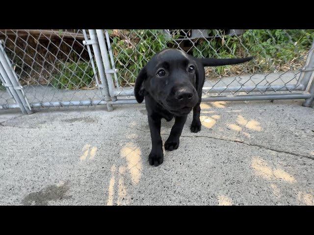 (子犬) 犬種：ラブラドール・レトリーバー 女の子 ブリーダー マロニエケンネル　MARRONNIER KENNEL k4060の画像