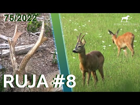 SUDECKA OSTOJA 75/2022 Roe Deer Hunting #8 | Calling Roe Bucks in Poland