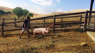A Change of Heart that Saved a Life and Opened a New World: How Lola Pig Save Me