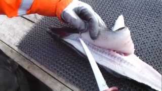 preview picture of video 'Fisch filetieren'