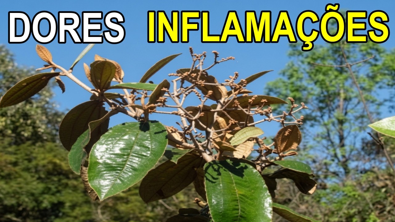 Dores, Inchaços e Inflamações? Nunca Mais! 💖 MARILENE SARAH FIALHO