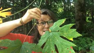 Virtual Field Trip: Fall Leaves