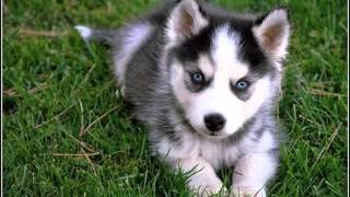 Black Siberian Husky Puppies | Dog Breed Pictures