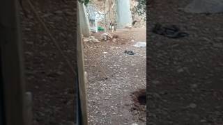 صورة قتال عنيف بين ارنب ليث نصير وديك ابو الليث ...عبوين ..وتستمر المعركه