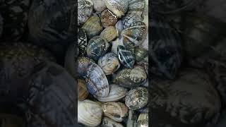 アサリの砂抜き