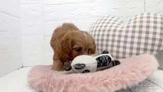 ハーフ犬の動画01