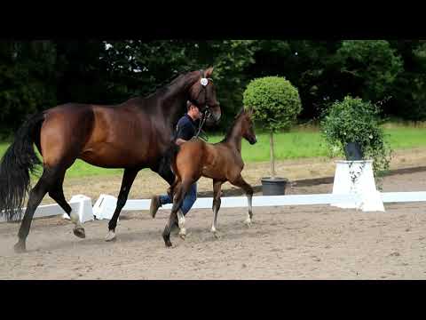 Hengst, geb. 20.06.2021 – V: Lamberk’s Lord Landcrack M: Rabino – Landfürst