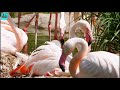 Lesser Flamingo Bird 4k Ultra HD