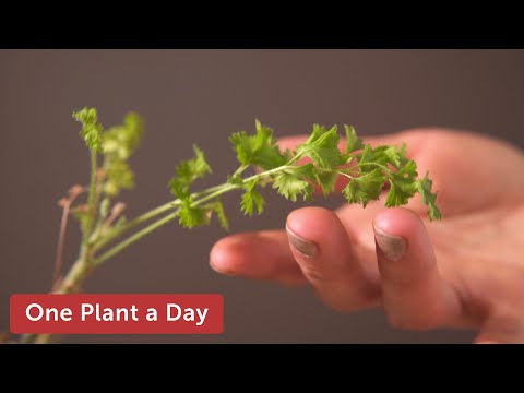 Pelargonium alternans Houseplant Care — 39 of 365