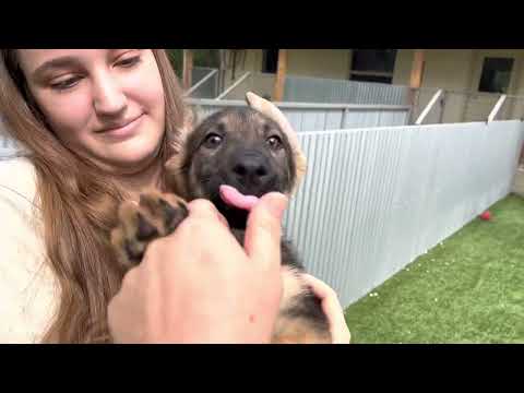 Peeta, an adopted Shepherd & Labrador Retriever Mix in Austin, TX_image-1