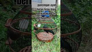 Download lagu Buat pancingan ayam hutan hijau yang malas berkokok. mp3