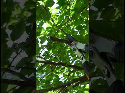 Tree Trimming Basics - Your Trees are Going to Thank You!