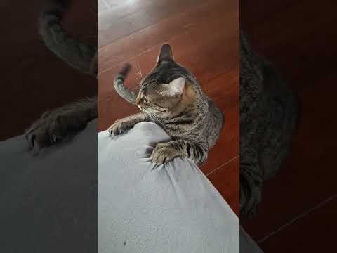 "DU NEIDA" #estoyloco #gato #cat #gatitos gatito