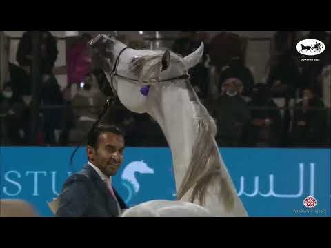 N283 AJ SABRAN - UBAYYAH International Festival 2022 - Colts 3 Years Old (Class 9B)