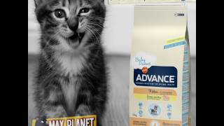 Advance Kitten