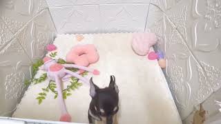 チワワ(スムース)の動画01