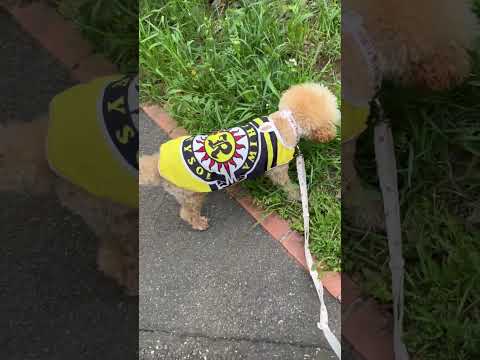 経営学科 トイプードル1歳 #トイプードル #おパンツカット #toypoodle