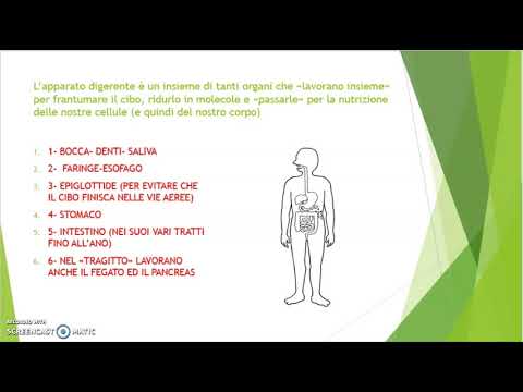 L'apparato digerente