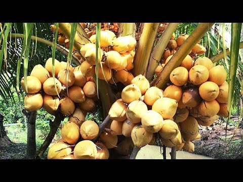 1 loại Dừa giống mới nhất hiện nay cây cao đẹp tại Cơ sở Minh Hậu 0987639100