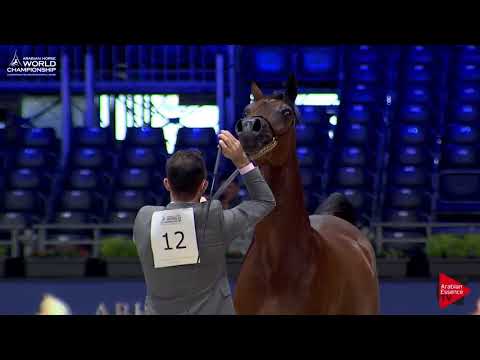N.12 SERANZA - Paris 2017 - Yearling Fillies (Class CM1B)