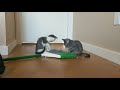 Fettuccine Gray Tabby And Linguine Gray And White Tuxedo