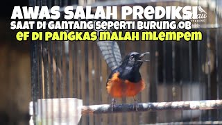 Download lagu Saat di gantang burung ngayun seperti burung over birahi ternyata burung yg kurang tenaga mp3 Download lagu Saat di gantang burung ngayun seperti burung over birahi ternyata burung yg kurang tenaga mp3