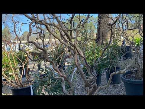 Harry Lauder's Walking Stick