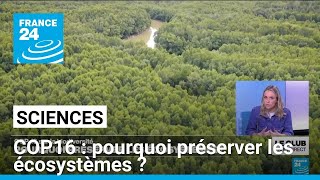 COP16 on biodiversity: why preserve ecosystems? • FRANCE 24