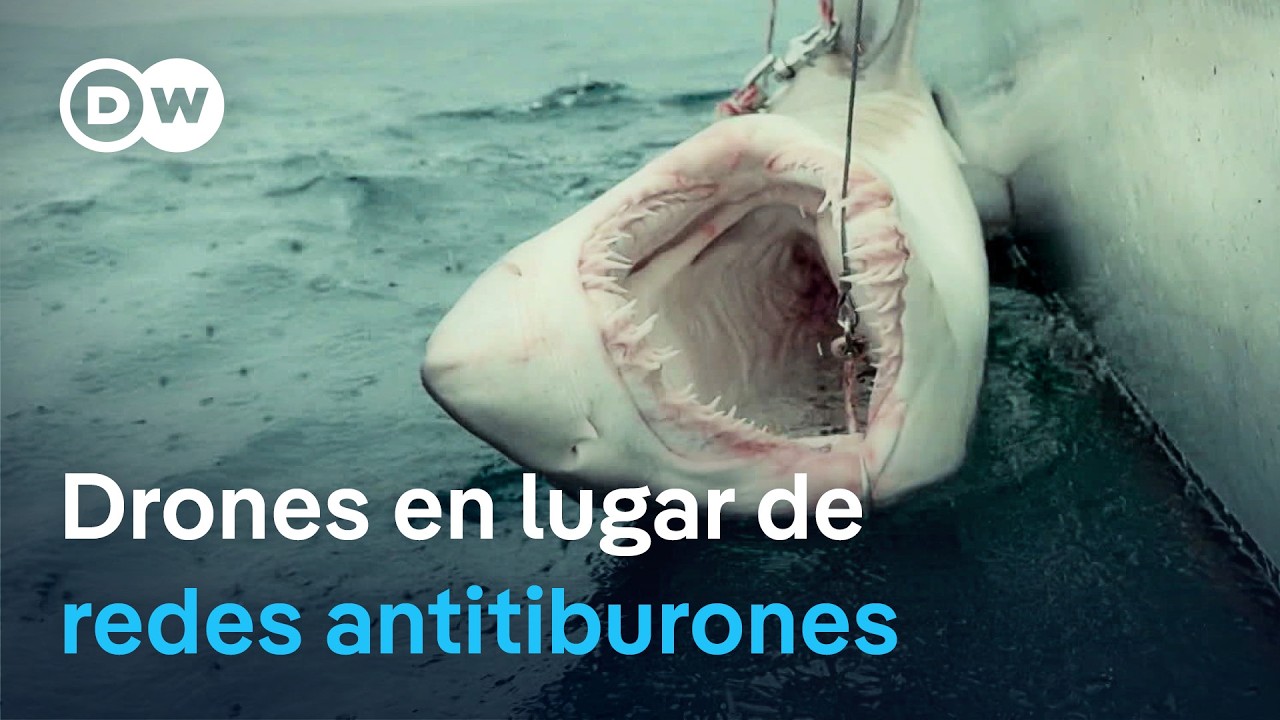 Tecnología contra tiburones: Australia refuerza la seguridad en sus playas | DW Documental