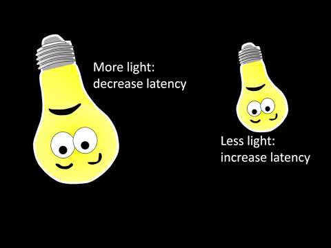 Pattern visual evoked potentials Part 1
