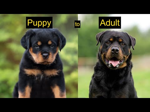 TOP 10 DOG BREEDS, FROM PUPPY TO ADULT