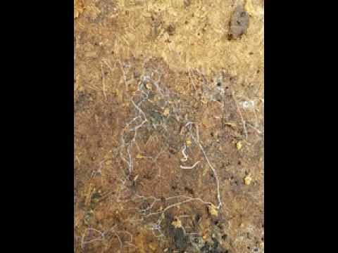 Zesau Tous Les Jours Dehors Feat  Dr Beriz reverse