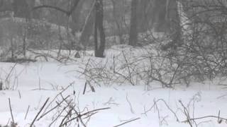 preview picture of video 'Winter Storm Juno heavy snow in east haven'