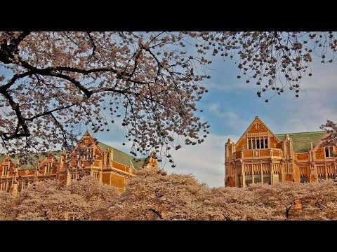 University of Washington Cherry Blossom 20170331 4K UHD