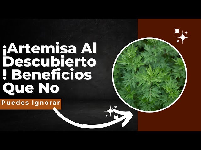 Vídeo relacionado con Soria Natural Artemisa Extracto - Favorece la Regulación de la Menstruación, Apoya el Bienestar de la Mujer y Ayuda en Alteraciones Menstruales - 100% Puro - Salud Femenina - Botella de 50 ml