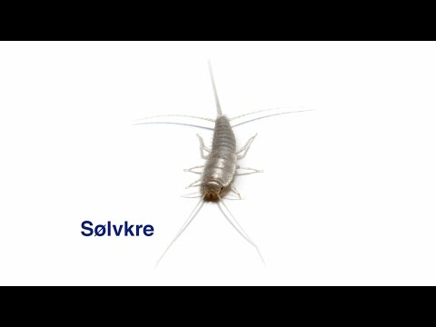 download lagu mp3 mp4 Sølvkre, download lagu Sølvkre gratis, unduh video klip Download Sølvkre Mp3 dan Mp4 320kbps Gratis