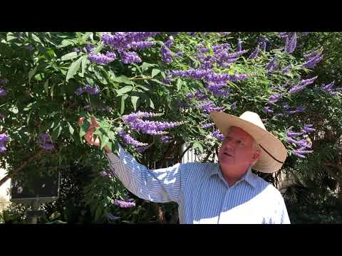 In the Garden with Dave: Vitex