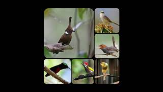 Download lagu Masteran Kompilasi Cililin , Cigun, Kolibri, Kenari (Suara Asli Suara Air) mp3