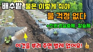 배추심고 물주는방법 배추물줄때 이것을 넣어 줘야 속이 꽉찬 배추가 되고 배추밭 벌레는 토양살충제를 배추에 뿌…
