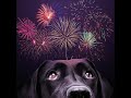 Fireworks Noise Desensitization For Dogs 2026 8 Hour Video