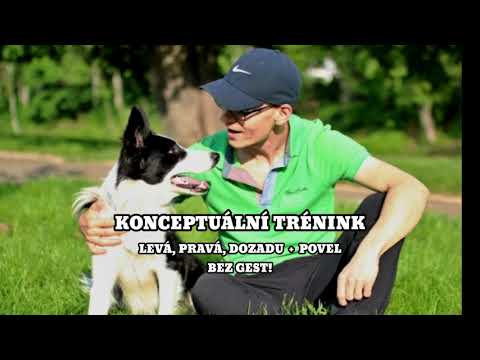Konceptuální trénink psa