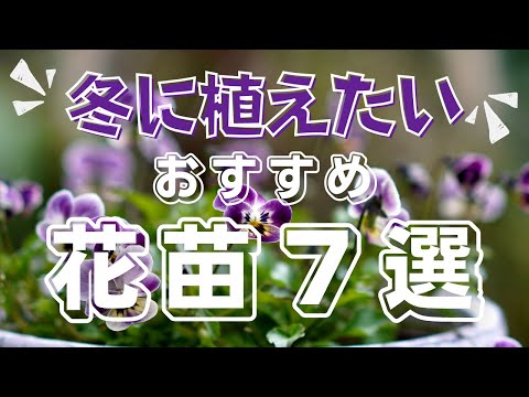 園芸 冬の花10選