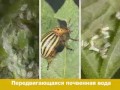 Инсектицид Актара 240 SC
