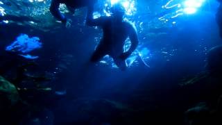 preview picture of video 'UST Scuba Diving Club - Trip to MOA'