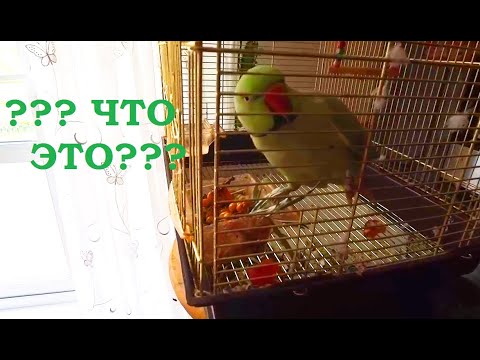 Попугай Гриша пробует облепиху / Grisha parrot tries sea buckthorn