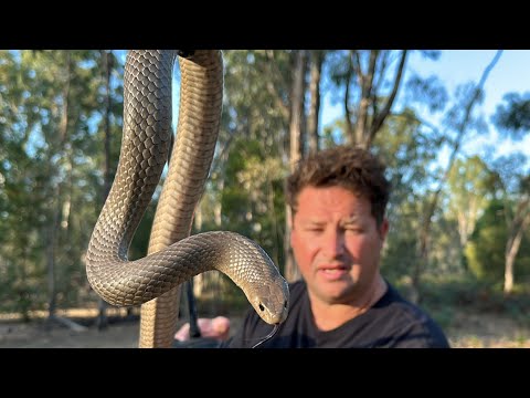 Second most Venomous Snake In The World loses its mind!