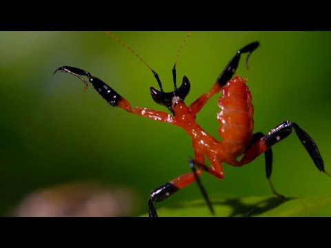 Unbelievable Nature Footage - Mantis Outsmarts Predator